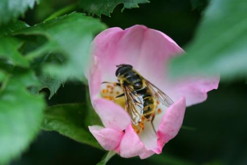 Myathropa florea